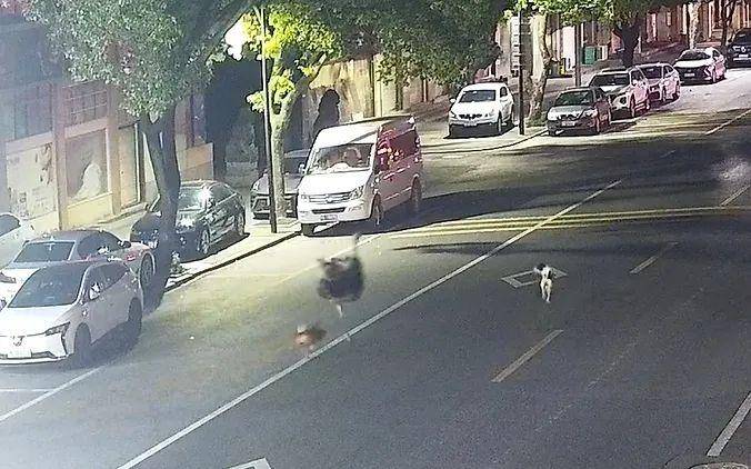 霍恩vs林茨_浙江车主一觉醒来傻眼了：谁干的？！警方：“肇事者”200斤霍恩vs林茨，不是人